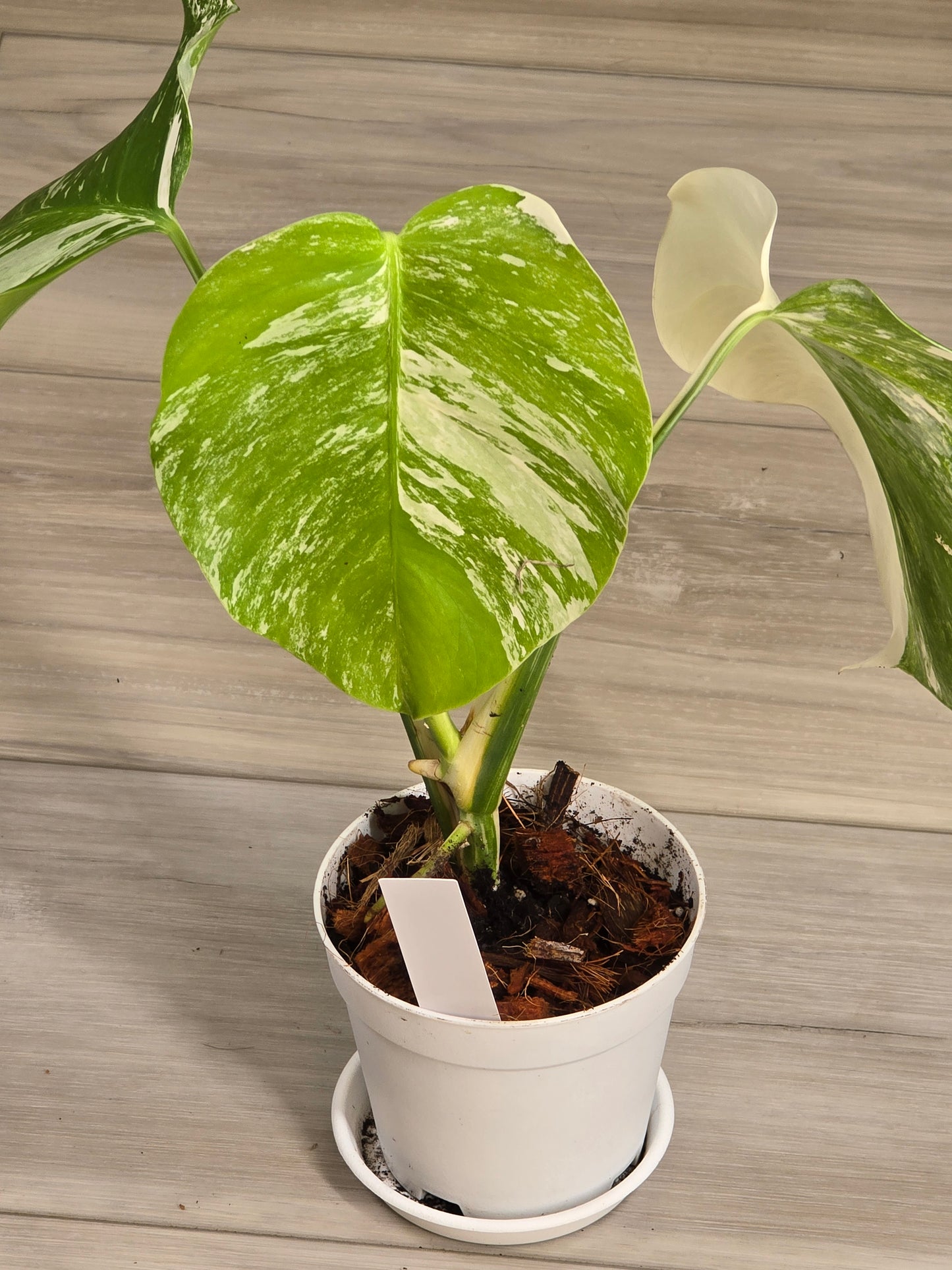Monstera Albo #13