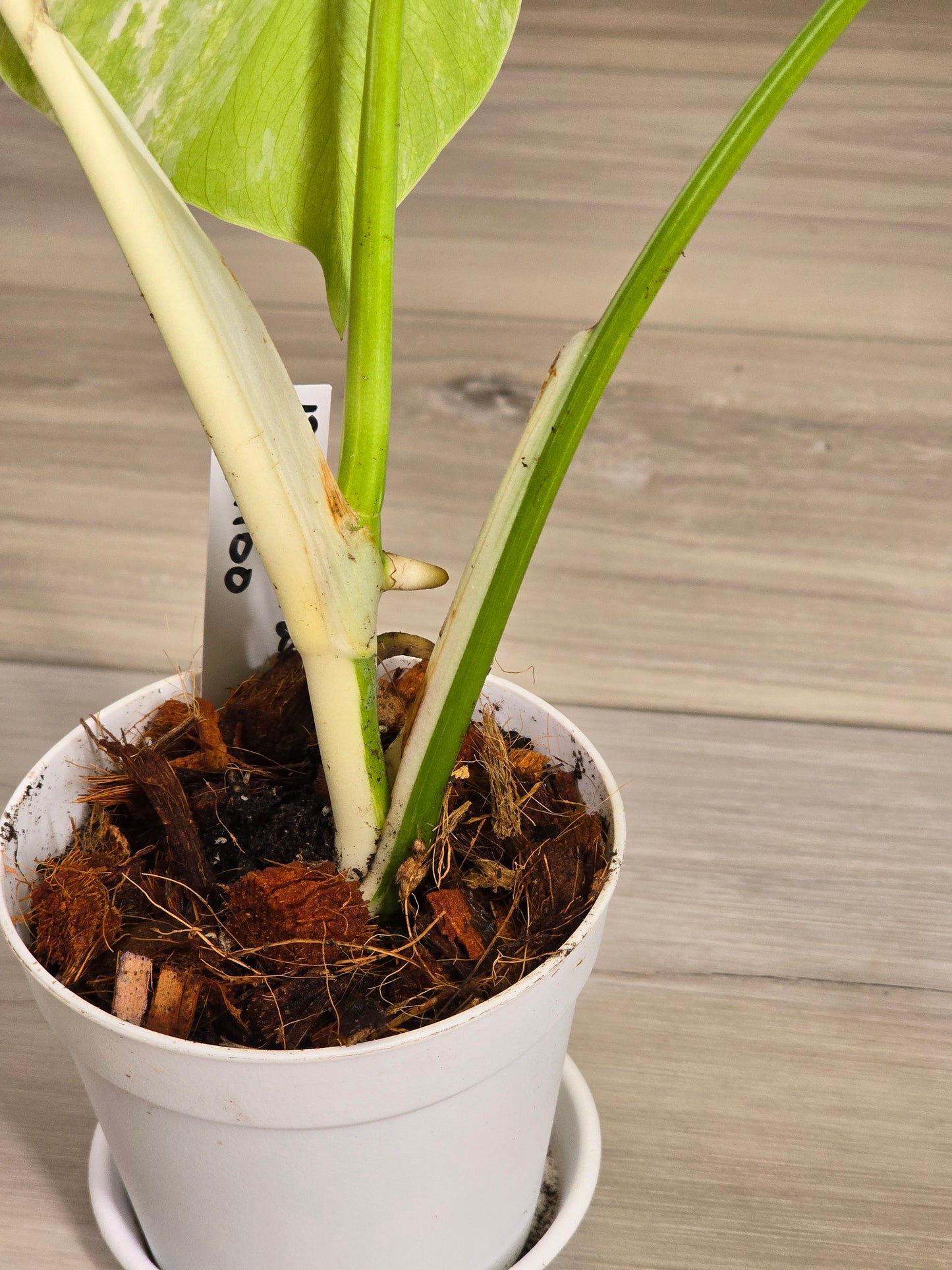 Monstera Albo #13