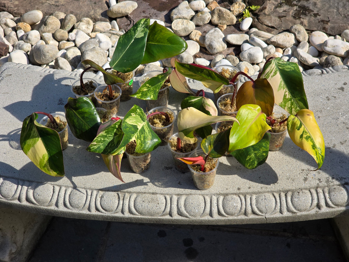 Variegated Philodendron Strawberry Shake Cuttings