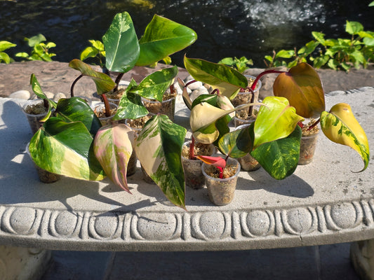 Variegated Philodendron Strawberry Shake Cuttings