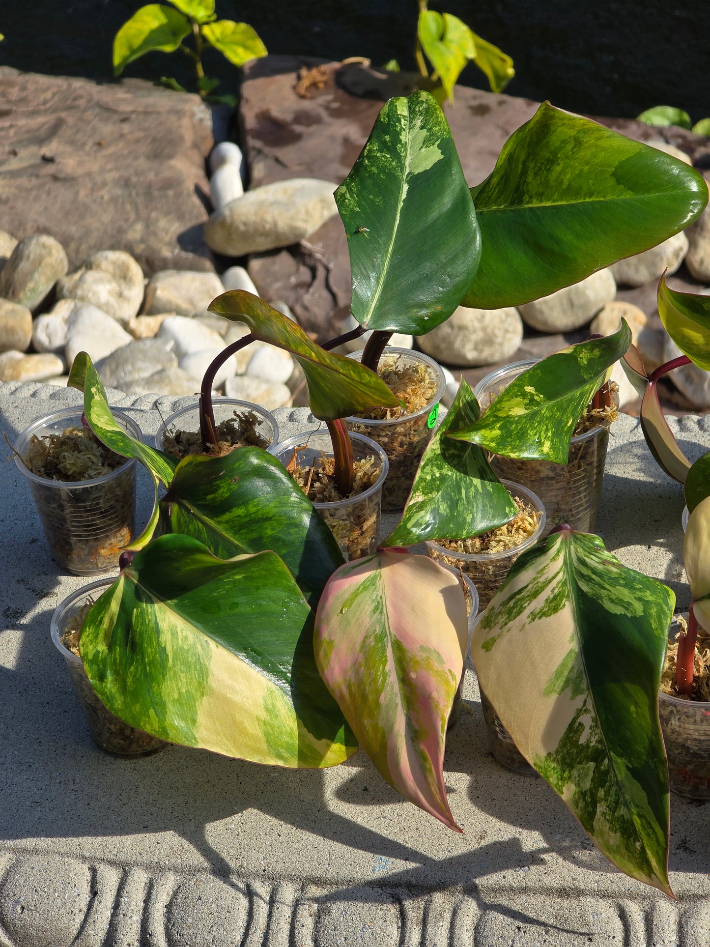 Variegated Philodendron Strawberry Shake Cuttings