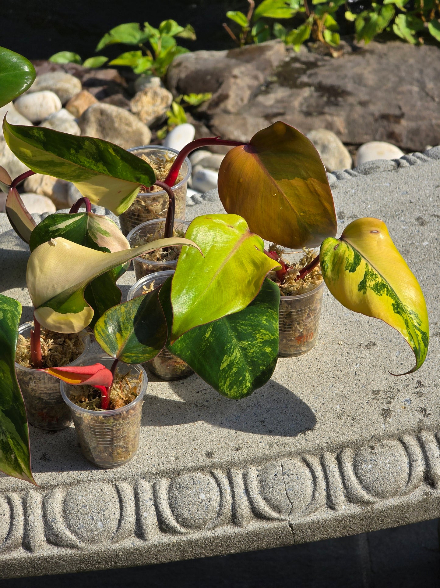 Variegated Philodendron Strawberry Shake Cuttings