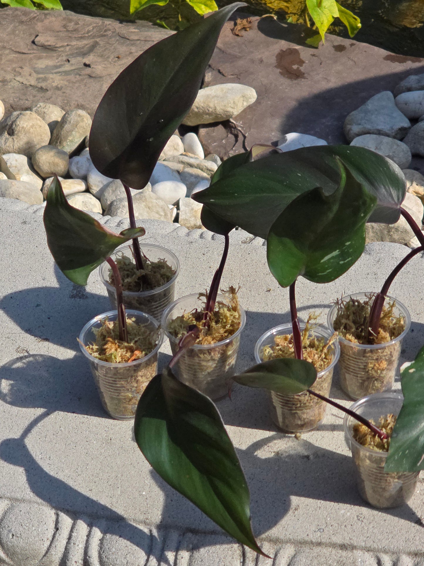 Philodendron Red Anderson Cutting