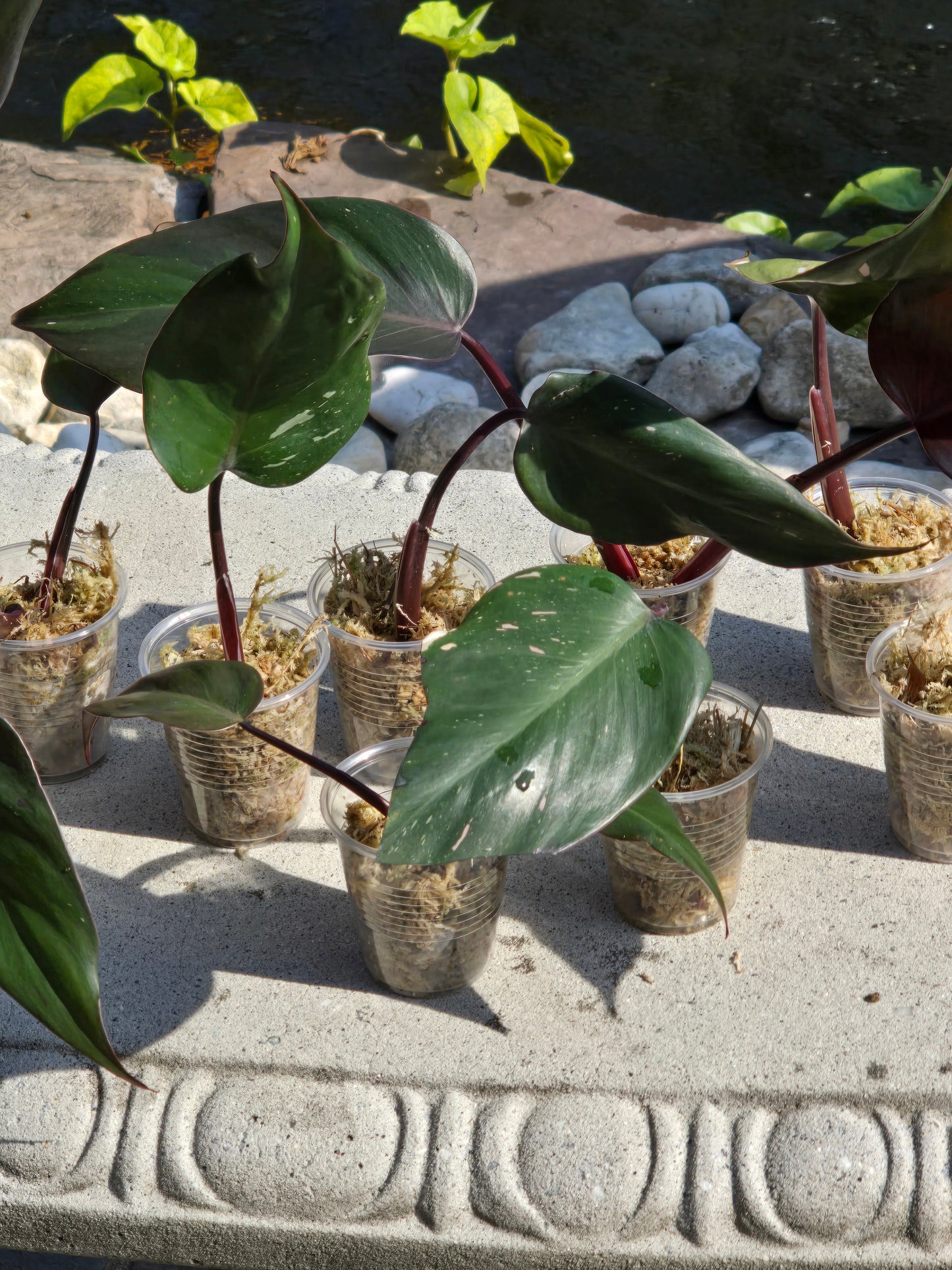 Philodendron Red Anderson Cutting