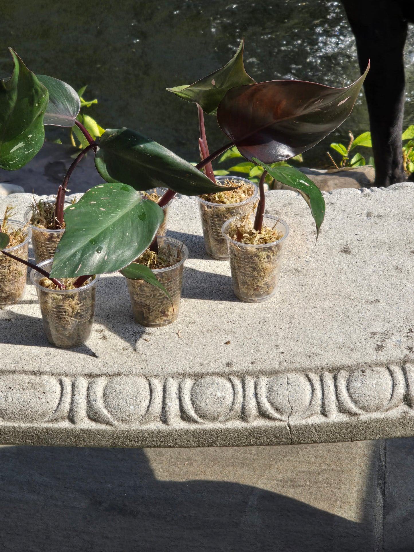 Philodendron Red Anderson Cutting