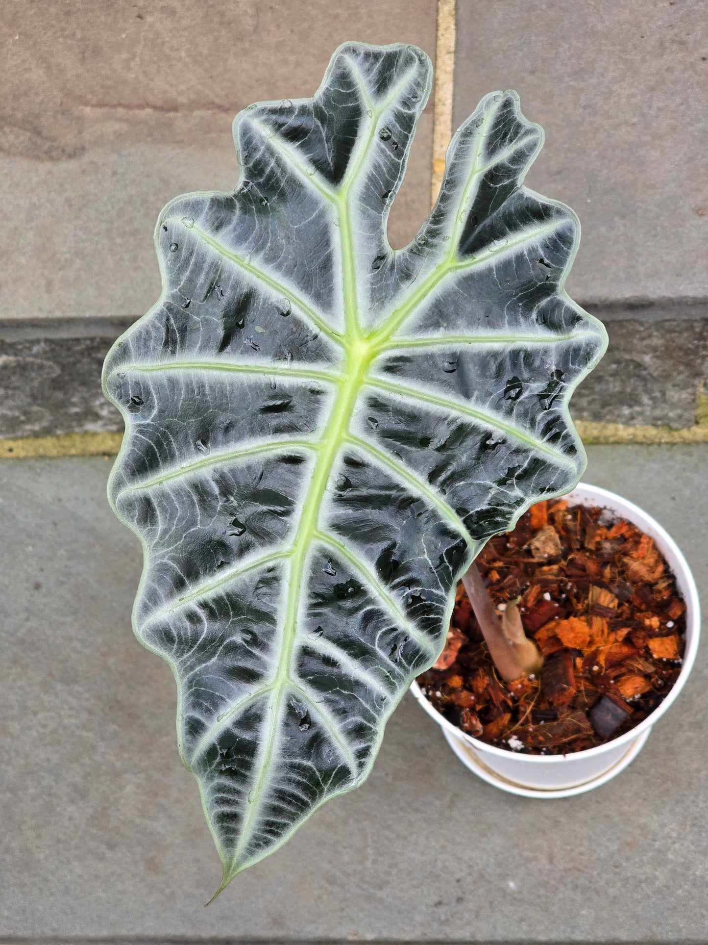Alocasia Polly/African Mask (Large)