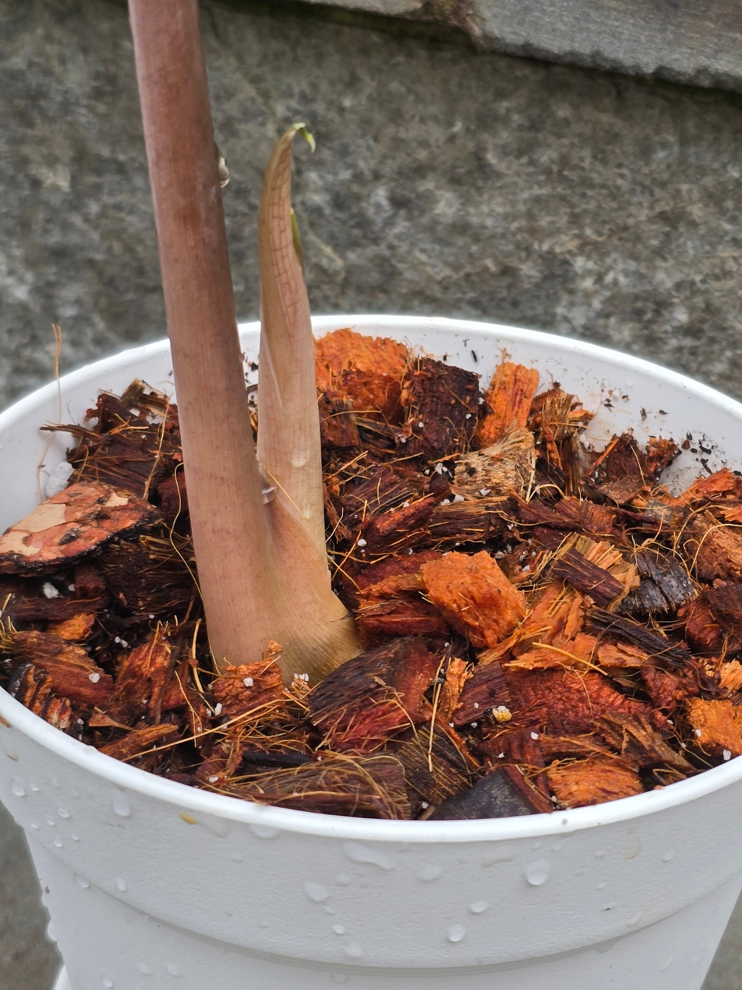 Alocasia Polly/African Mask (Large)