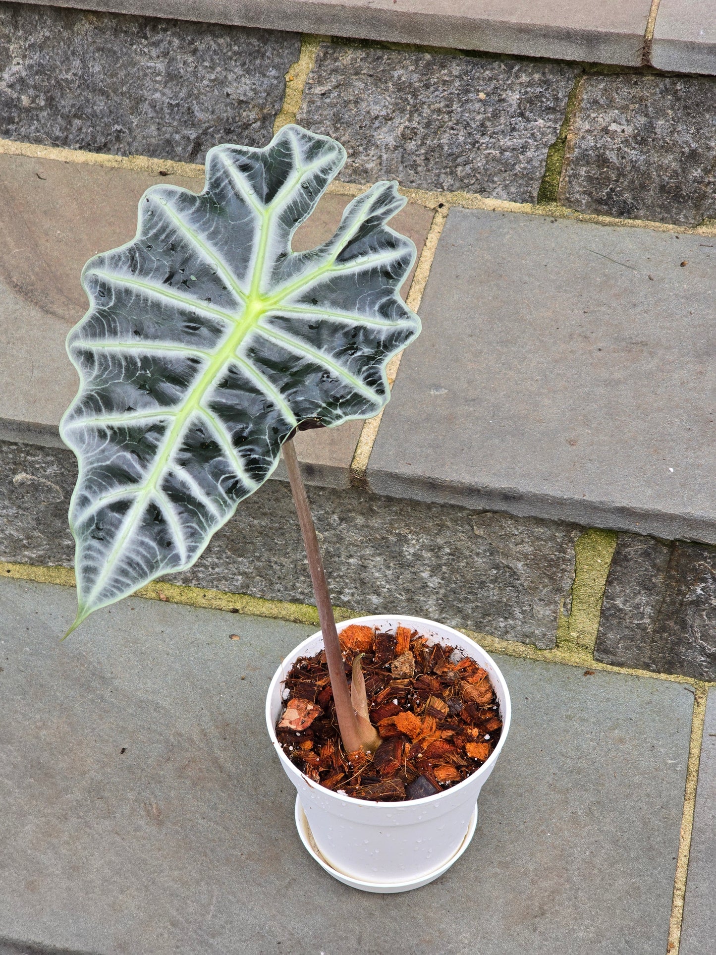 Alocasia Polly/African Mask (Large)