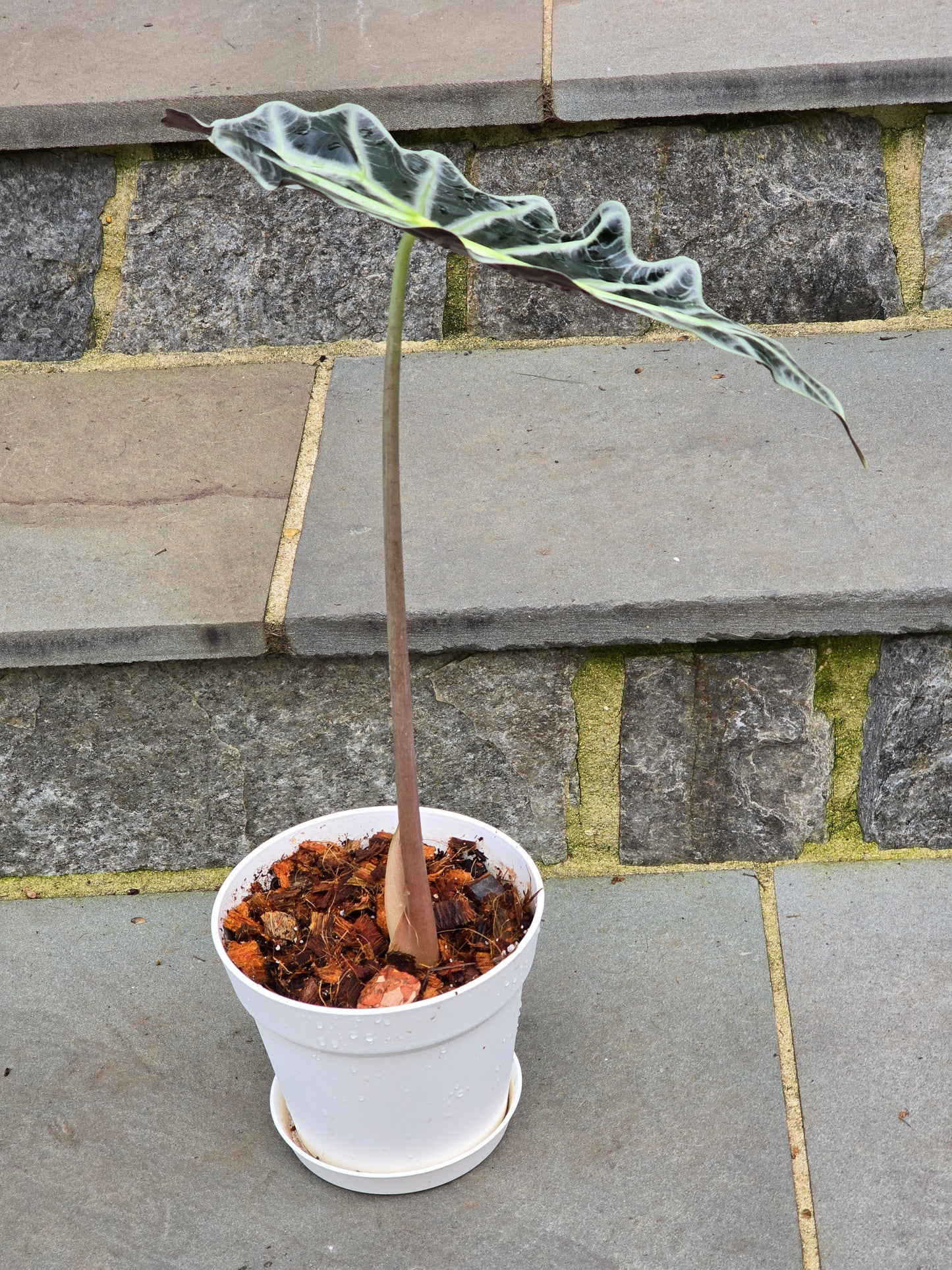 Alocasia Polly/African Mask (Large)