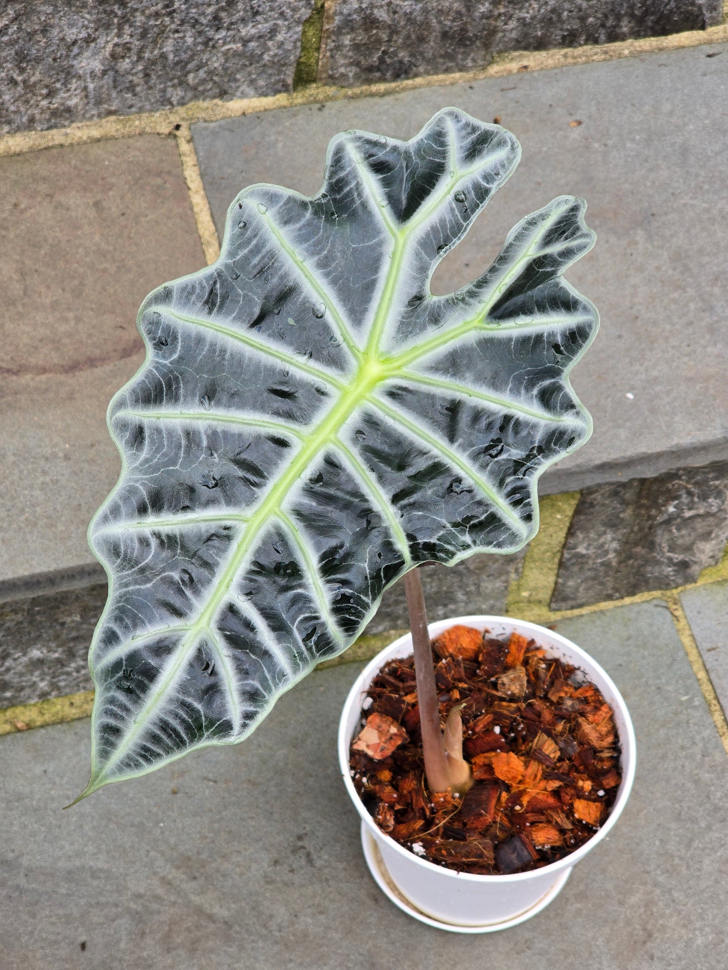 Alocasia Polly/African Mask (Large)