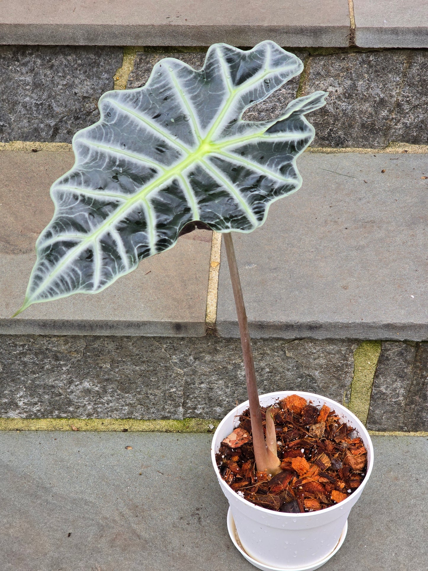 Alocasia Polly/African Mask (Large)