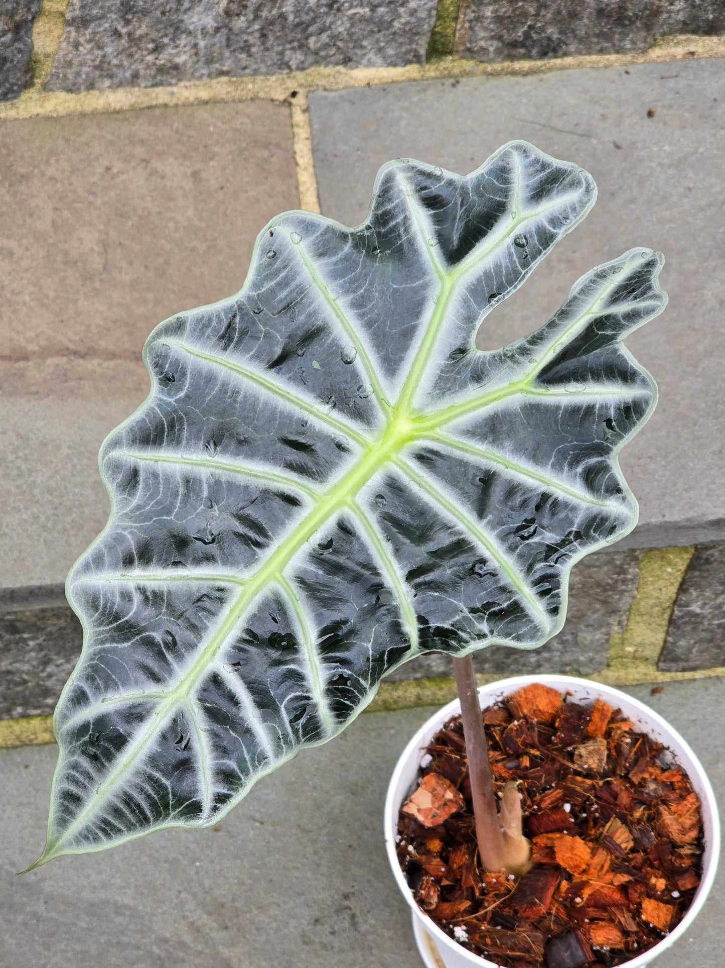 Alocasia Polly/African Mask (Large)