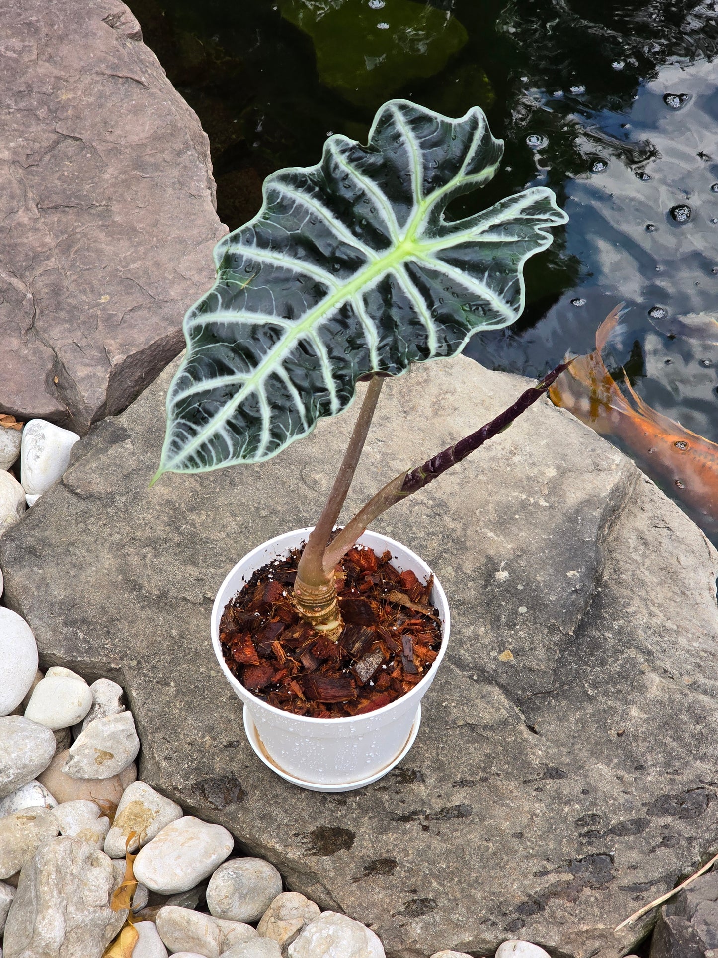 Alocasia Polly/African Mask (Large) #1