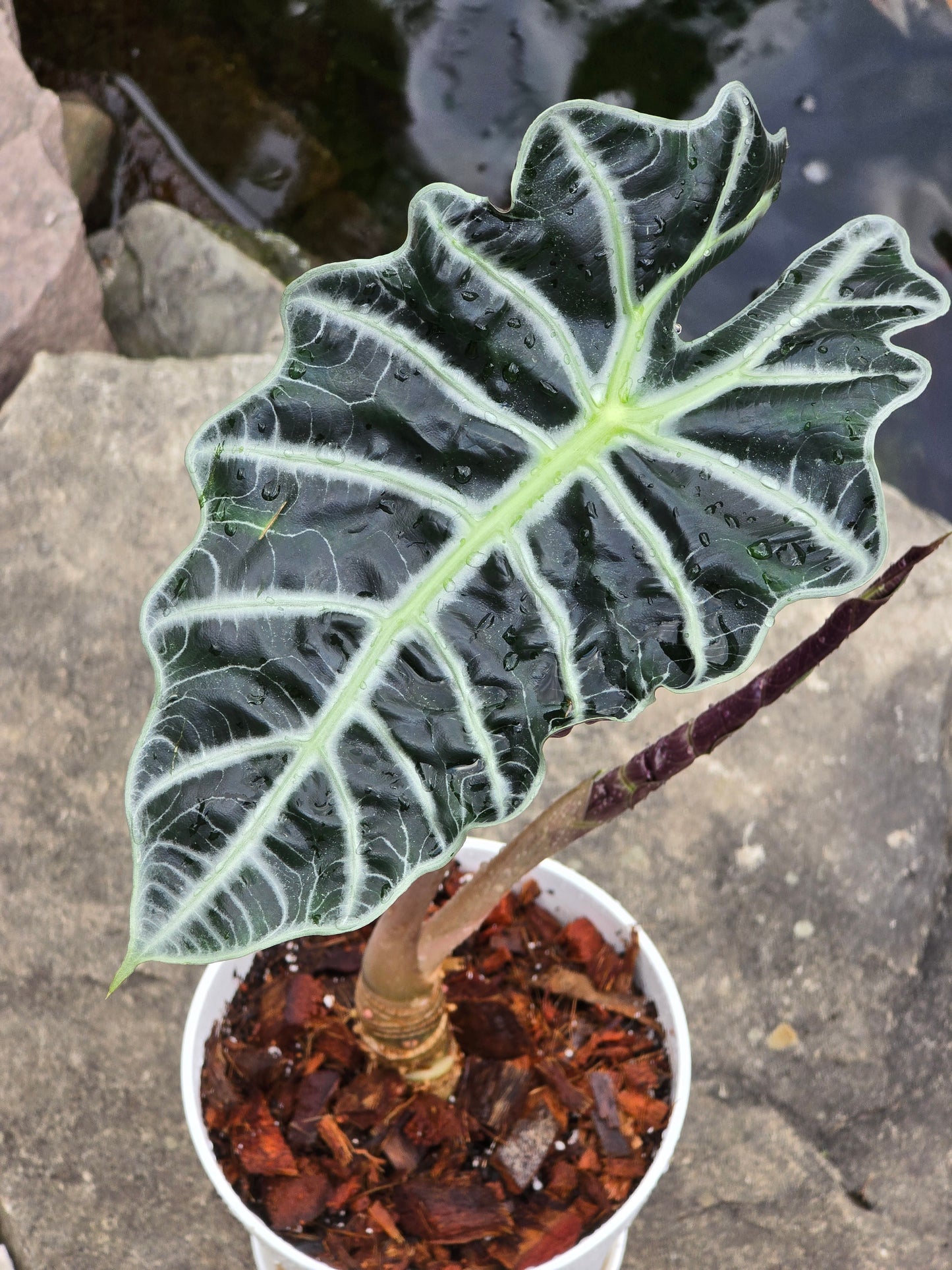Alocasia Polly/African Mask (Large) #1