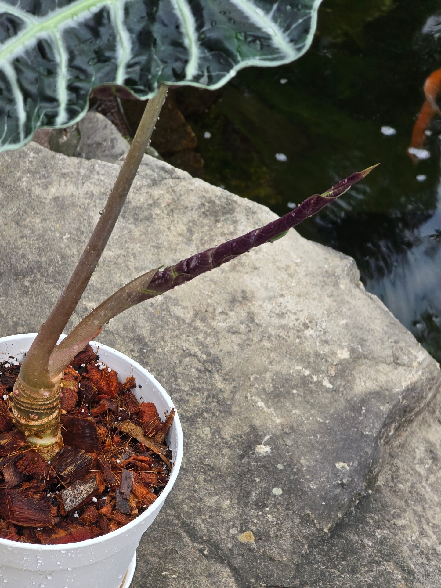 Alocasia Polly/African Mask (Large) #1