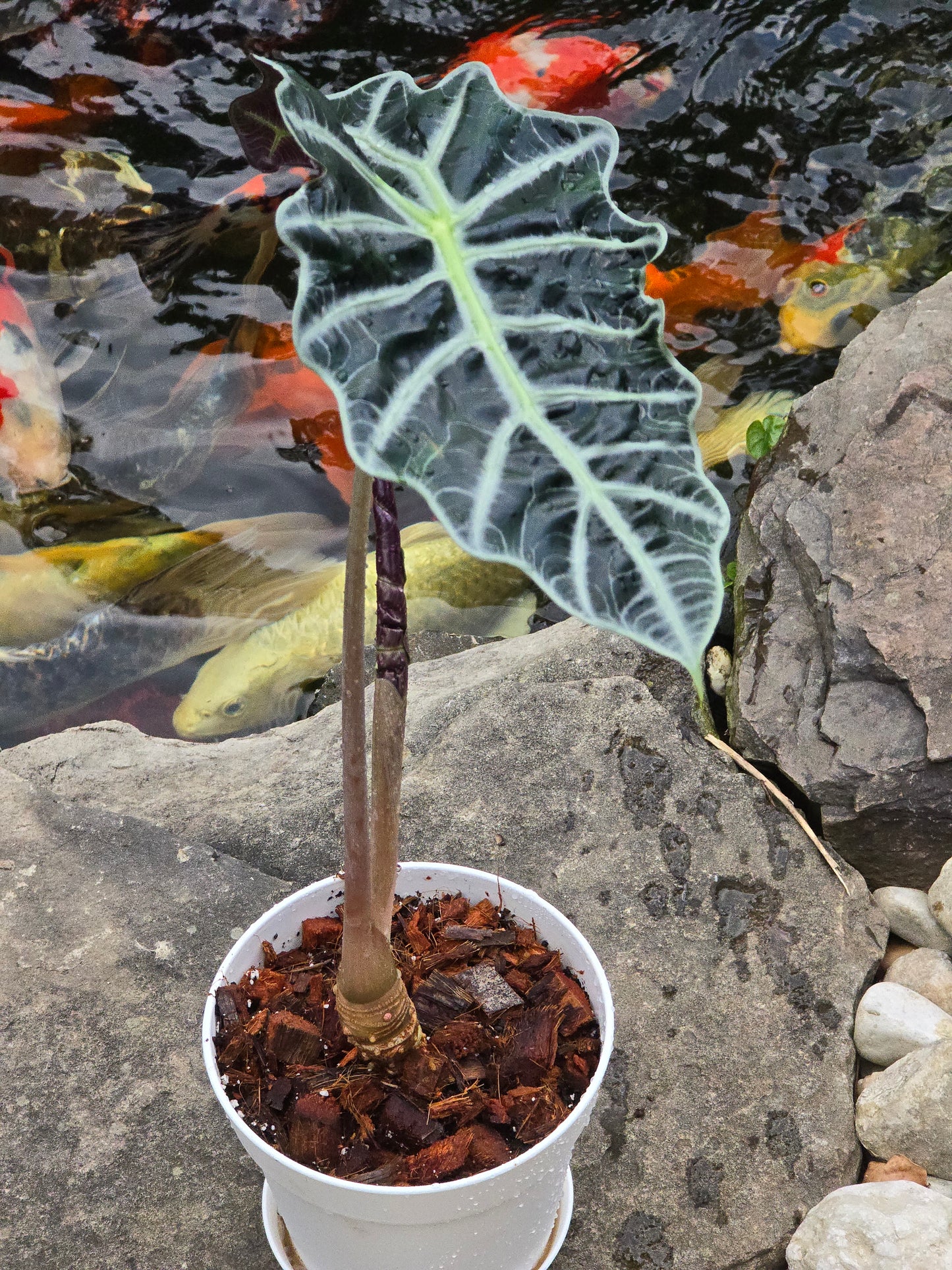 Alocasia Polly/African Mask (Large) #1