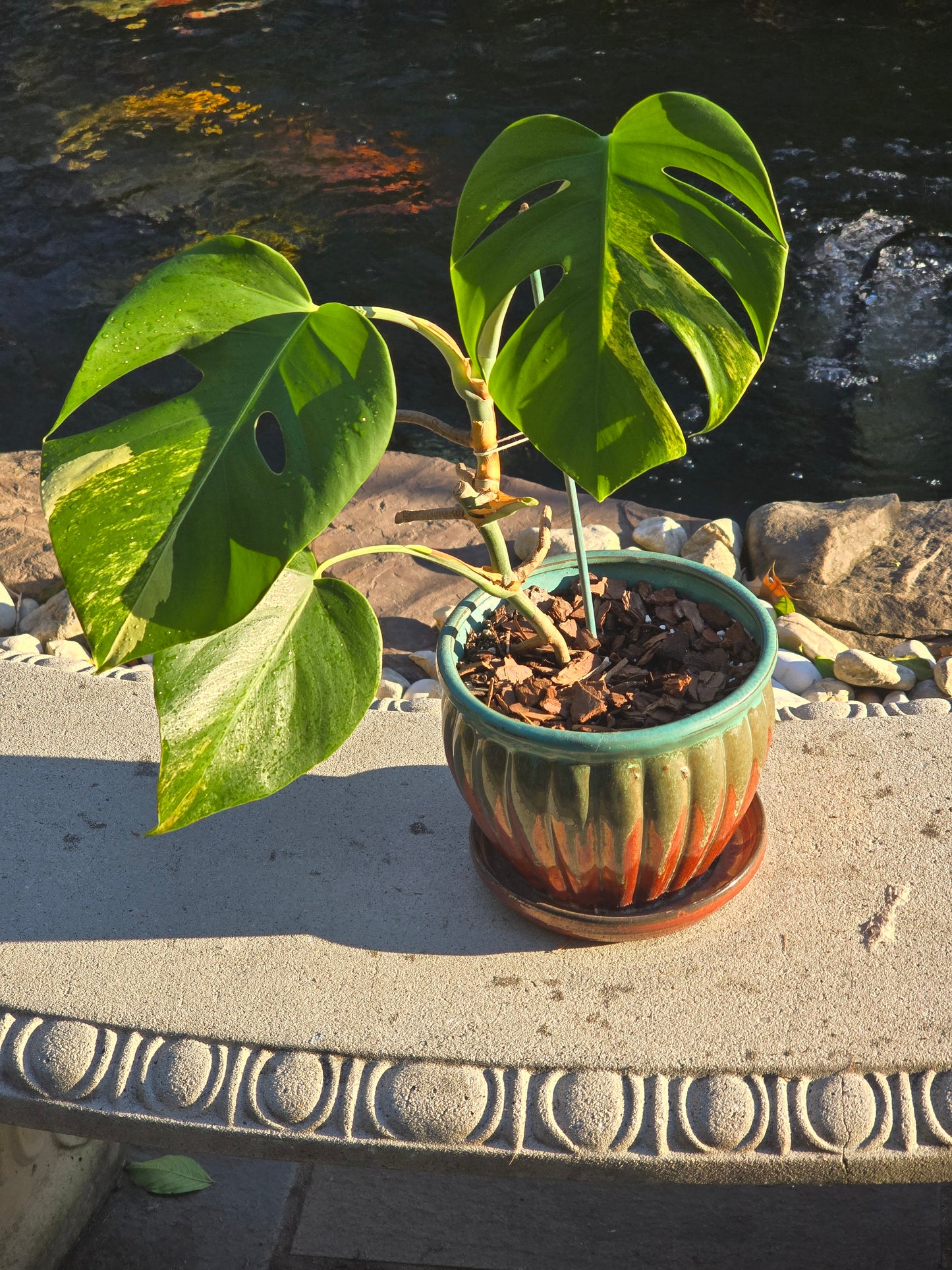 Monstera Aurea