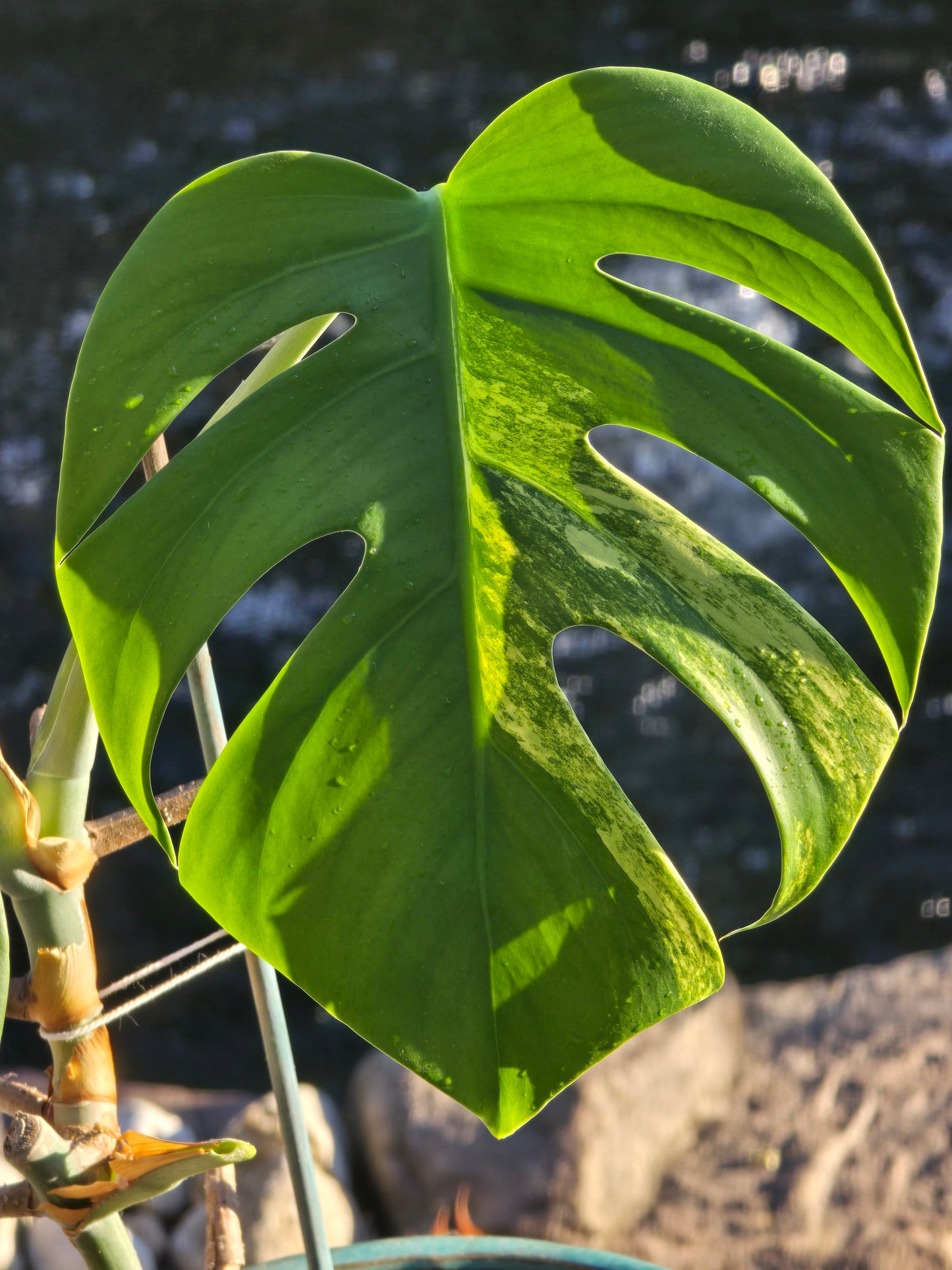 Monstera Aurea