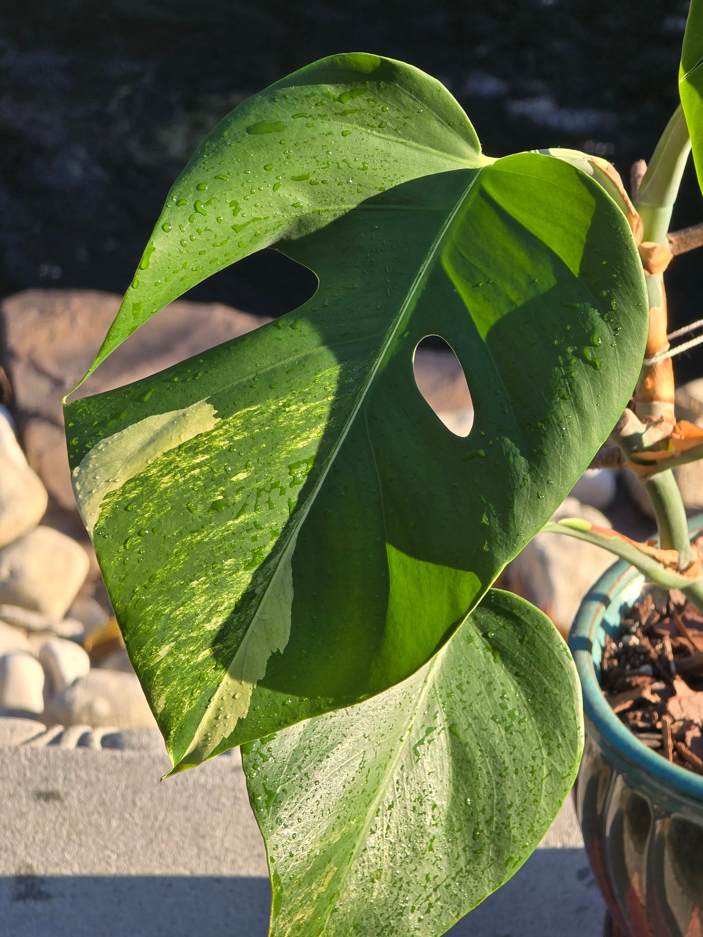 Monstera Aurea