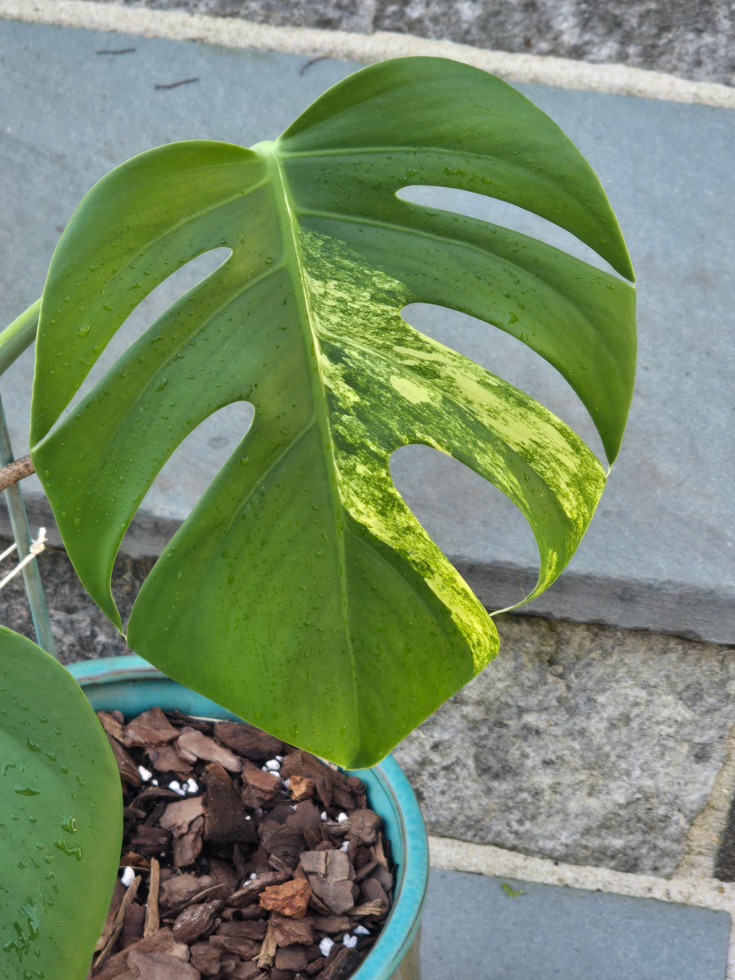 Monstera Aurea