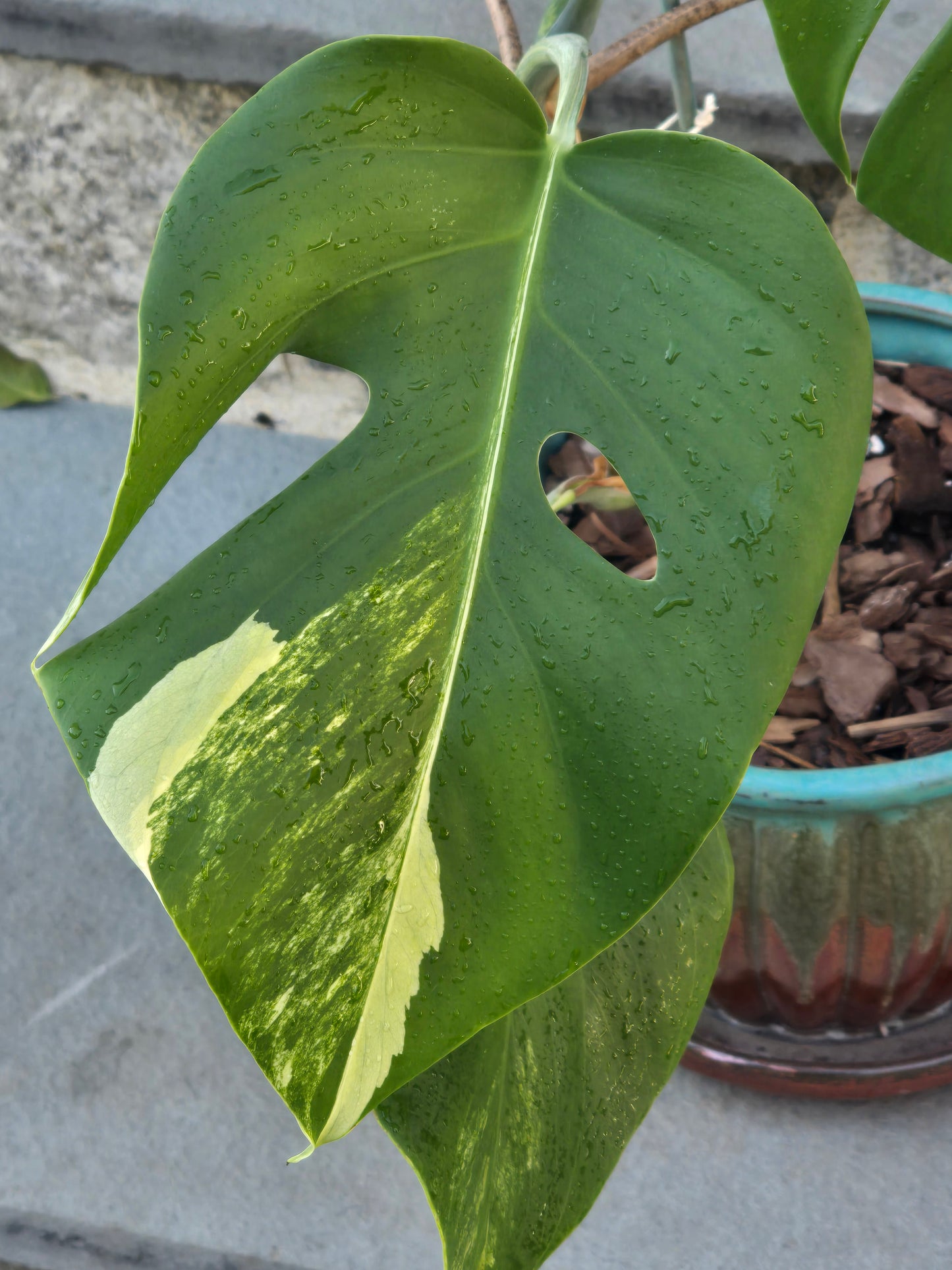 Monstera Aurea
