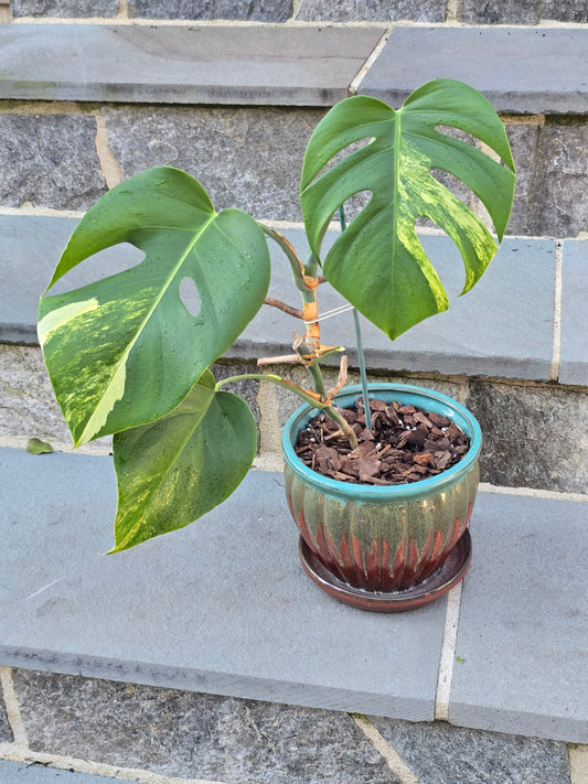 Monstera Aurea