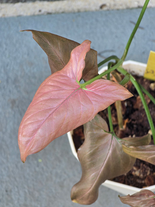 Syngonium Pink Perfection