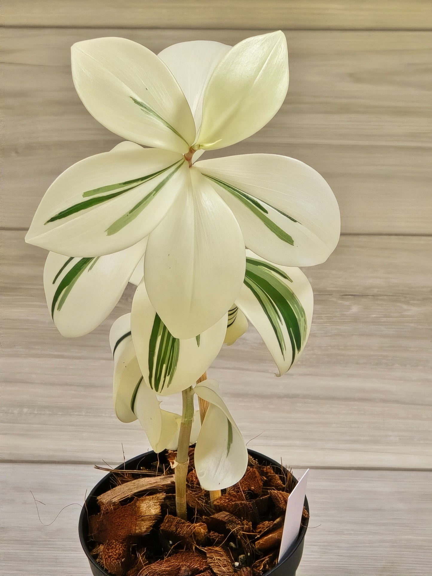 Costus Arabicus Variegata (Spiral Ginger) # 441