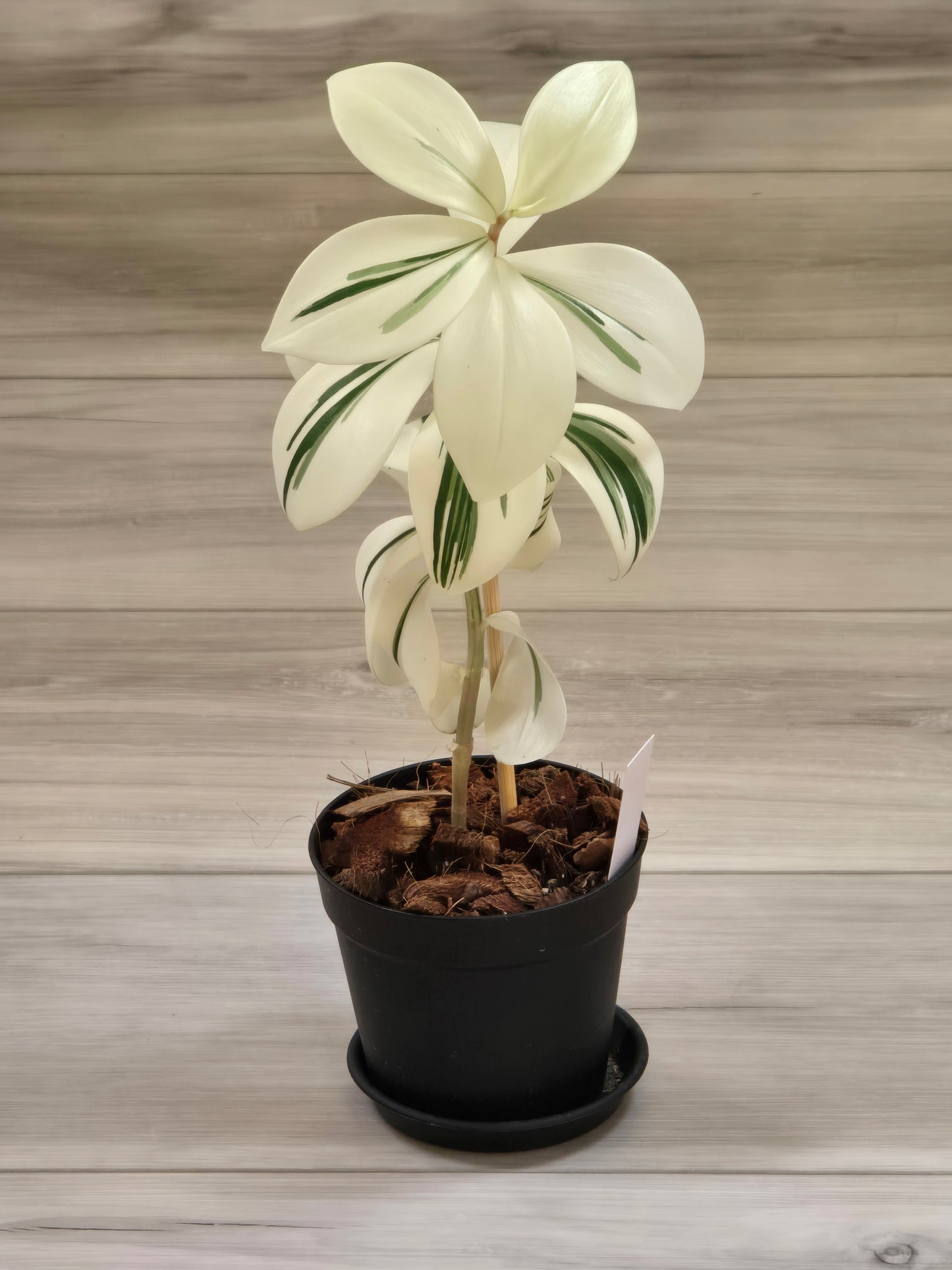 Costus Arabicus Variegata (Spiral Ginger) # 441