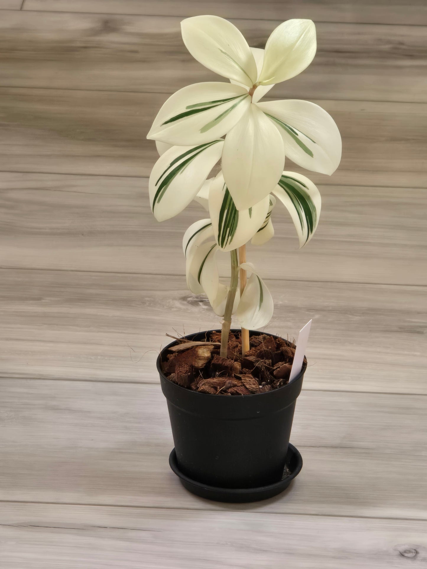 Costus Arabicus Variegata (Spiral Ginger) # 441