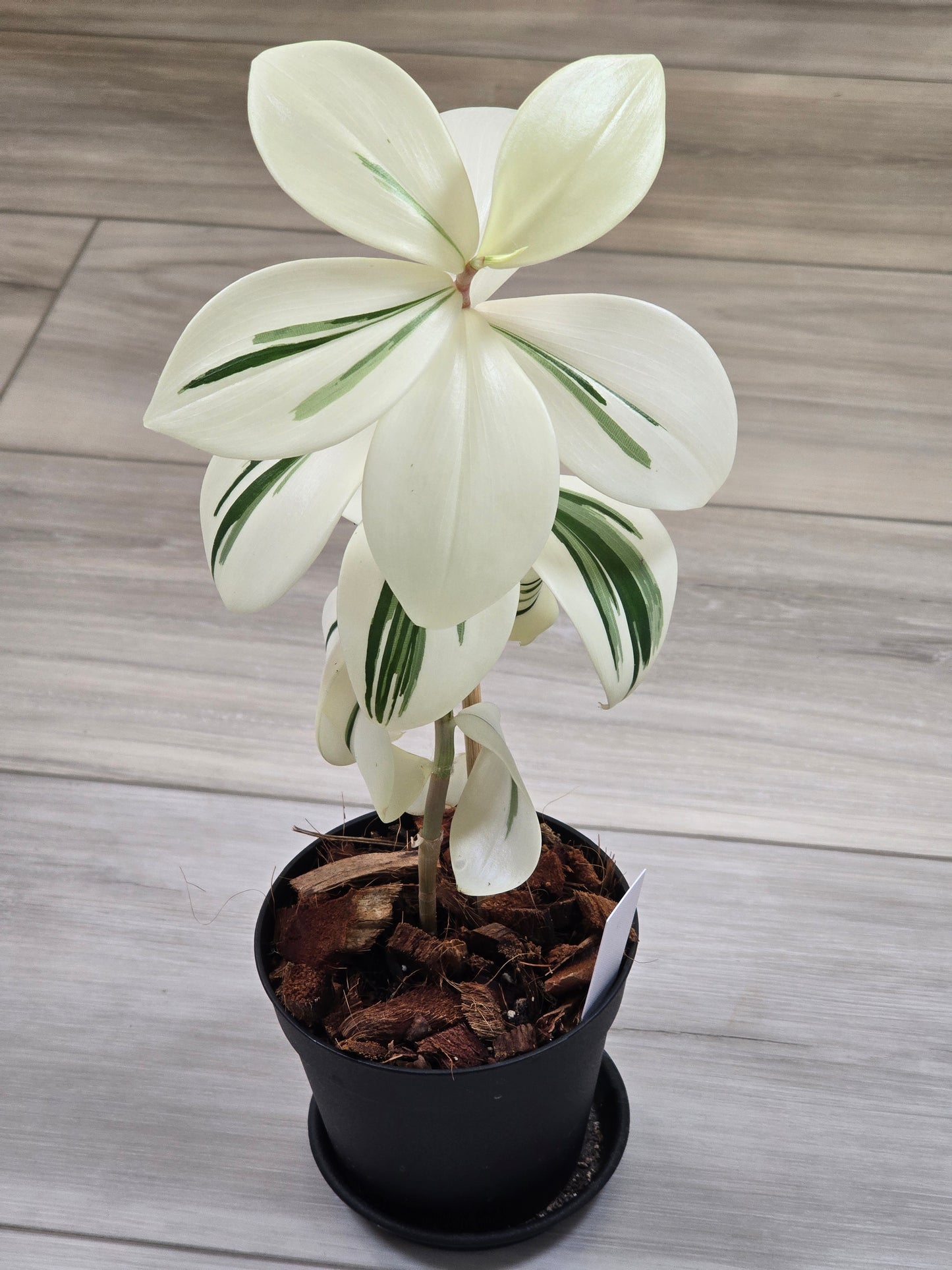 Costus Arabicus Variegata (Spiral Ginger) # 441