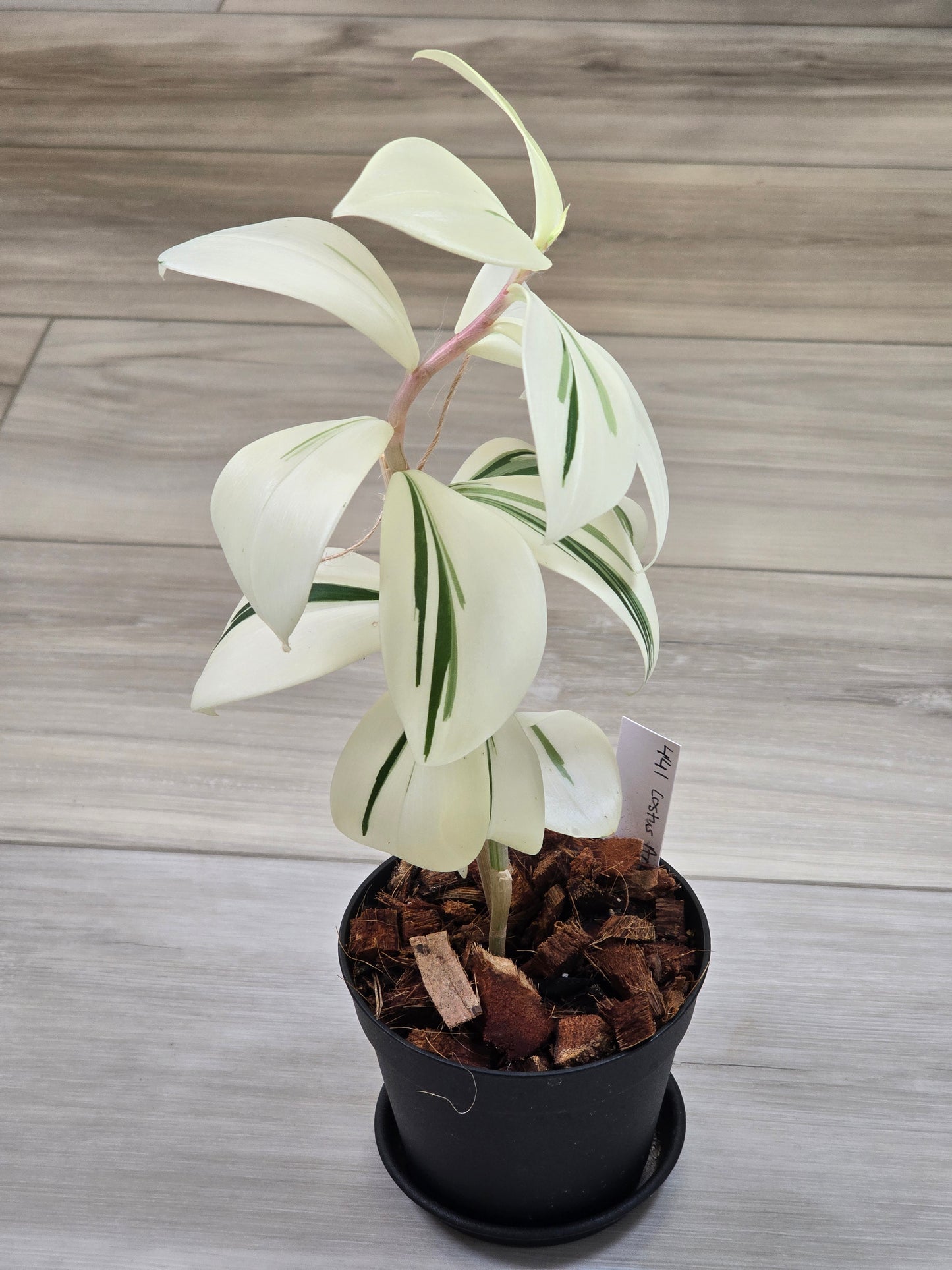 Costus Arabicus Variegata (Spiral Ginger) # 441