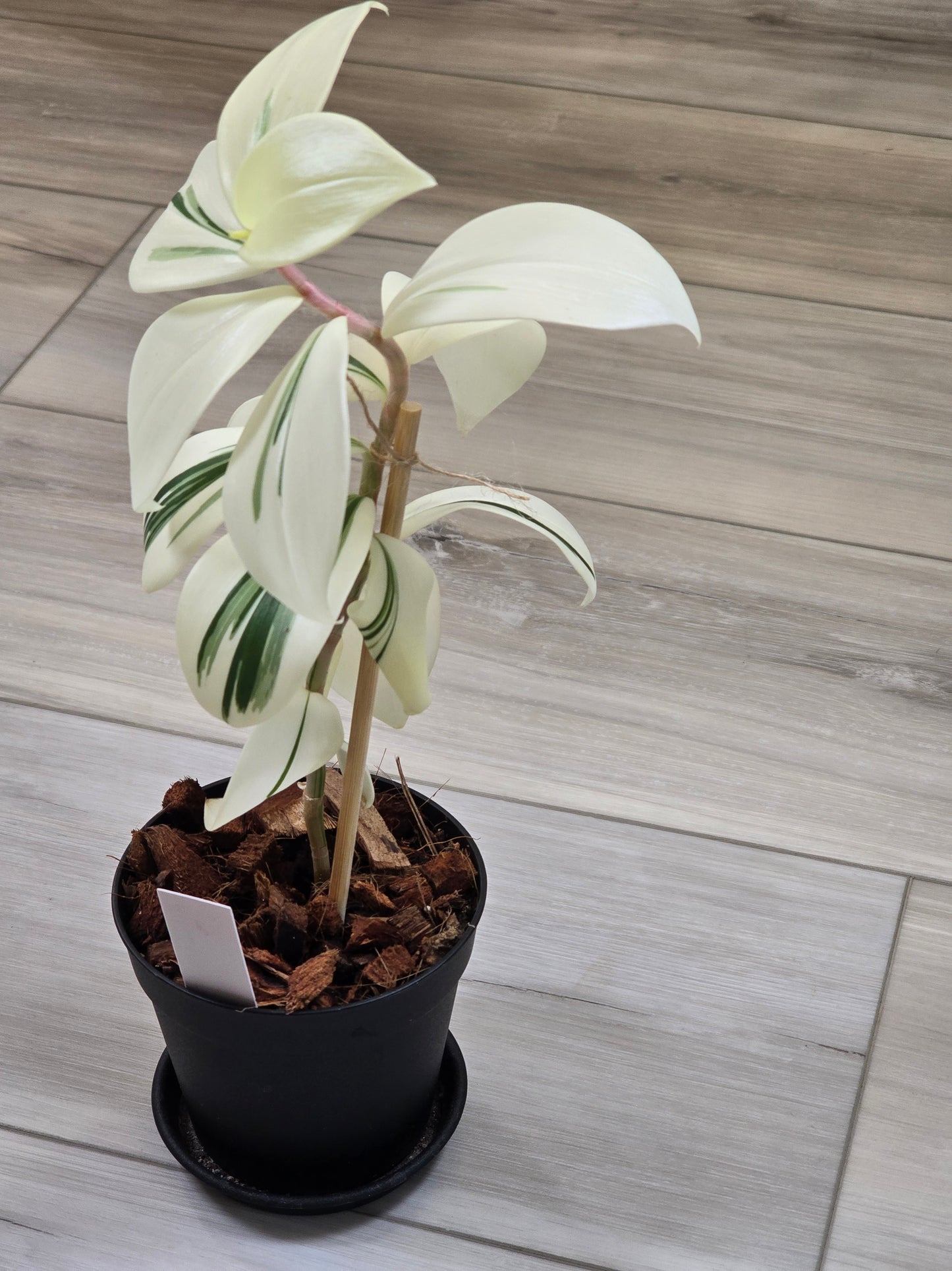 Costus Arabicus Variegata (Spiral Ginger) # 441