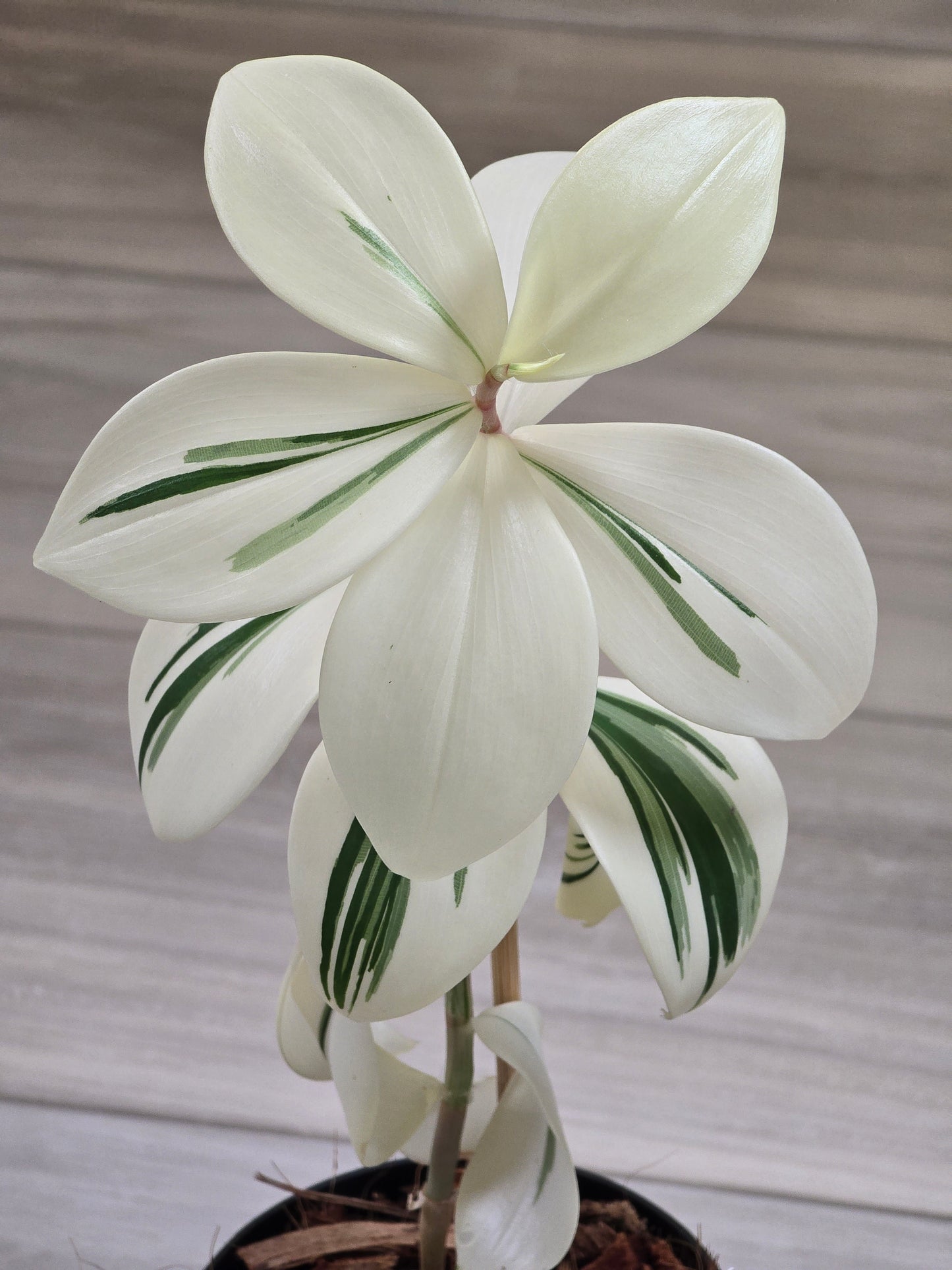 Costus Arabicus Variegata (Spiral Ginger) # 441