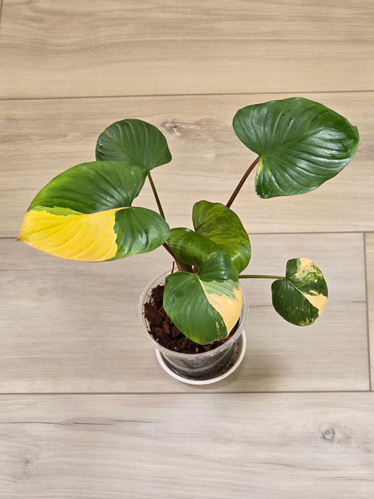 Homaloena Rubescens Aurea Variegated #455