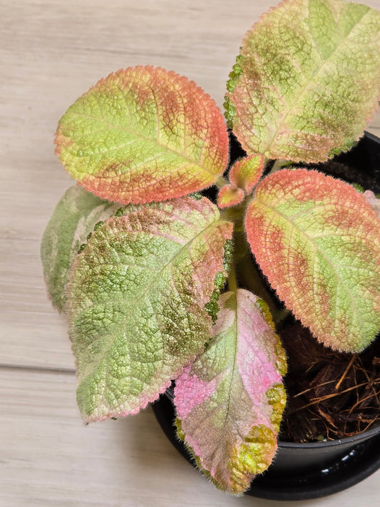 Episcia Picasso African Pink Flame Violet (Stunning)