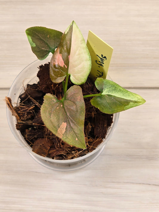 Syngonium Chocolate Tricolor