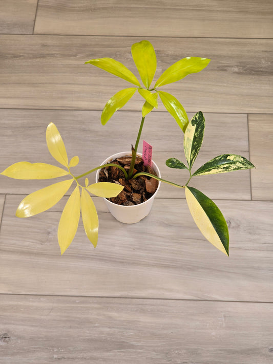 Philodendron Goeldii Variegated