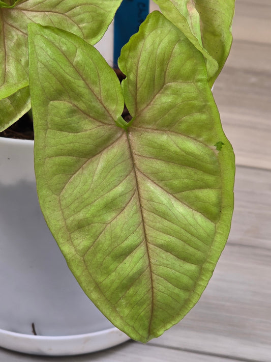 Syngonium Chiffon Allusion