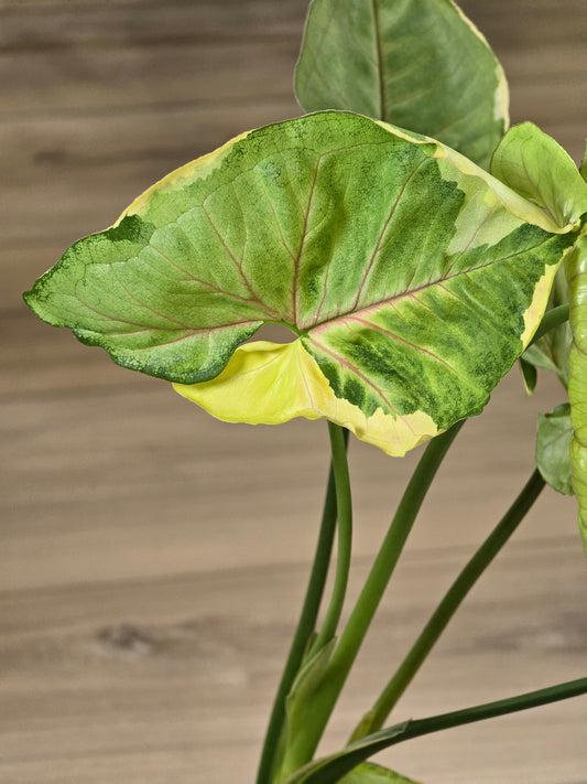 Syngonium Orm Thong #517