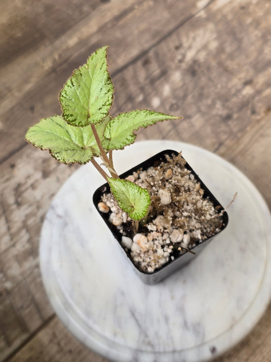 Begonia SP Gunung Condong (RARE)