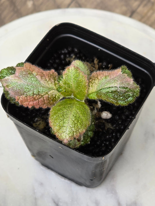 Episcia Picasso African Pink Flame Violet