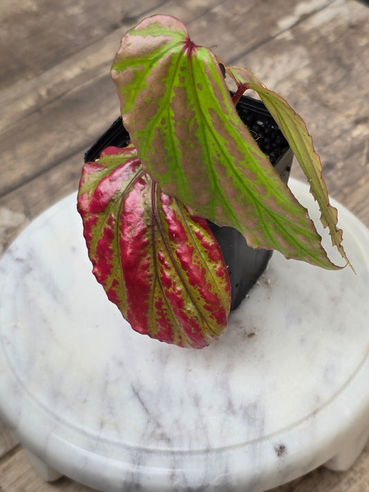 Begonia SP Crazy Pink