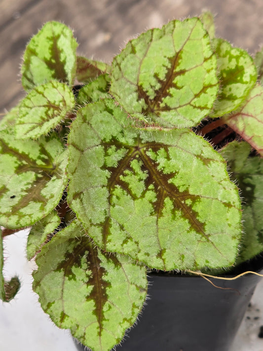 Begonia U664/Lii/Debaoensis