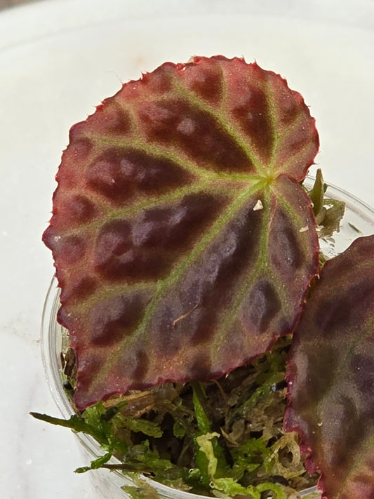 Begonia Temuyuk Blue X Dracopleta