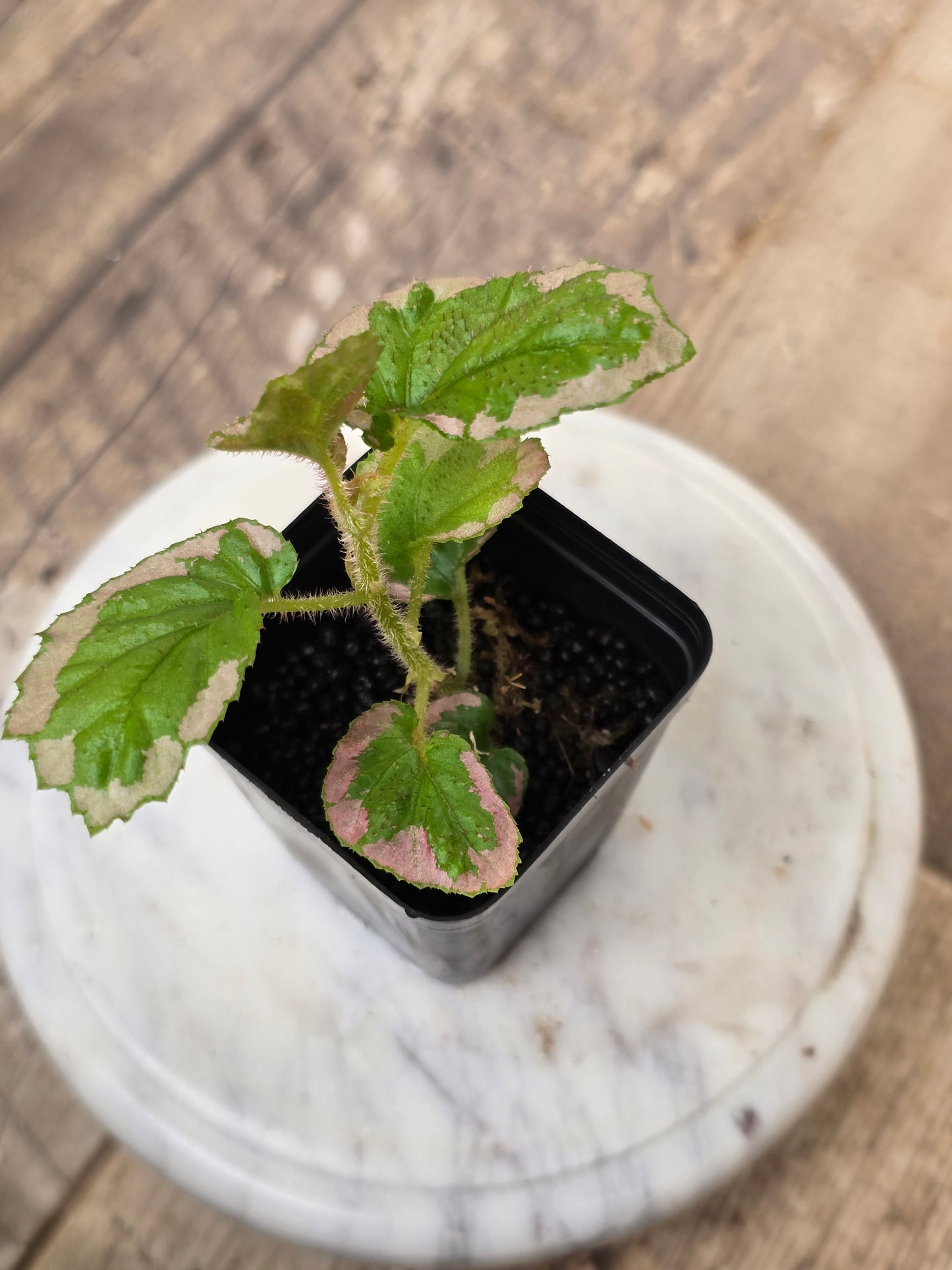 Begonia U012 Fulvovillosa