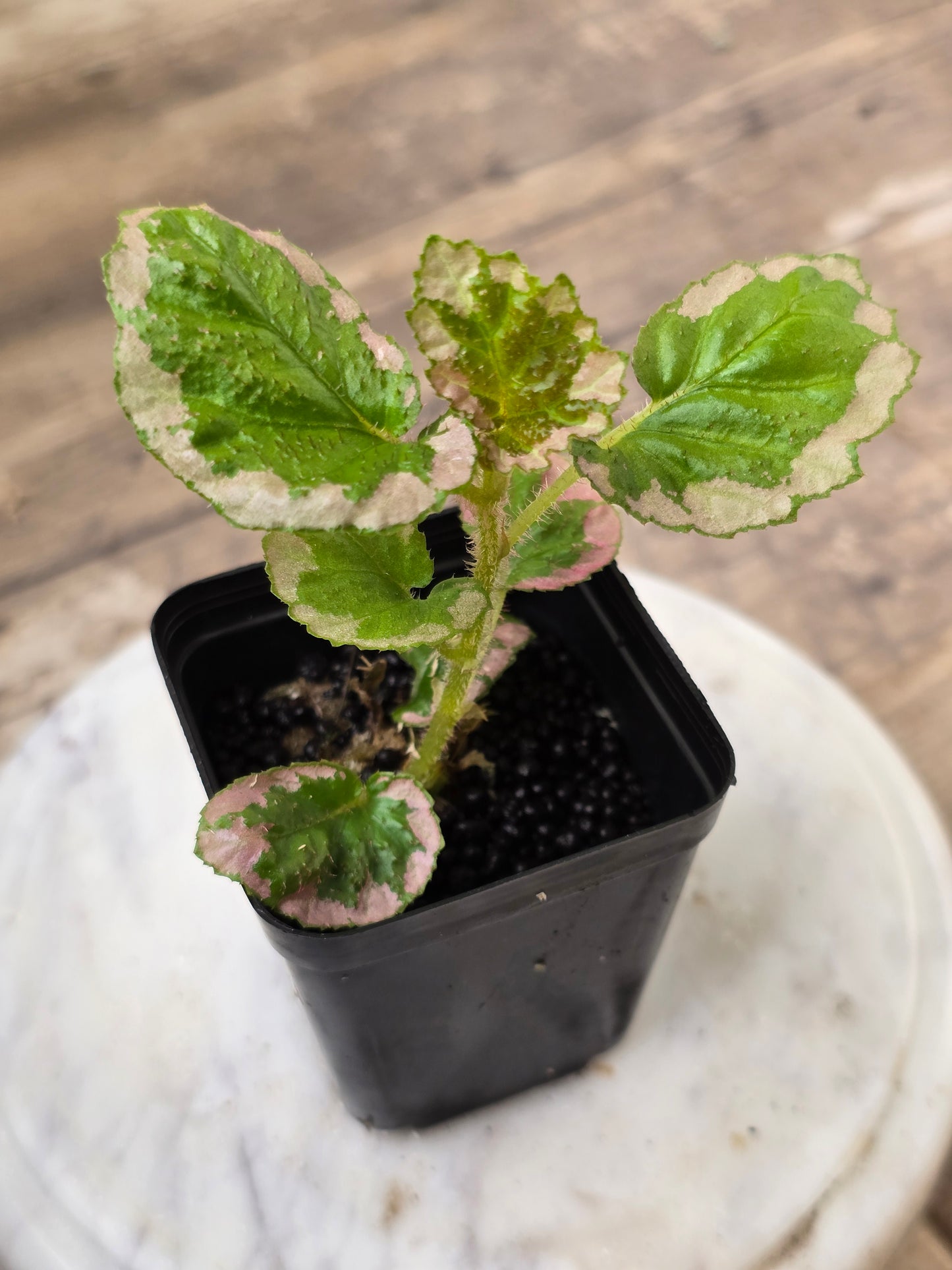 Begonia U012 Fulvovillosa