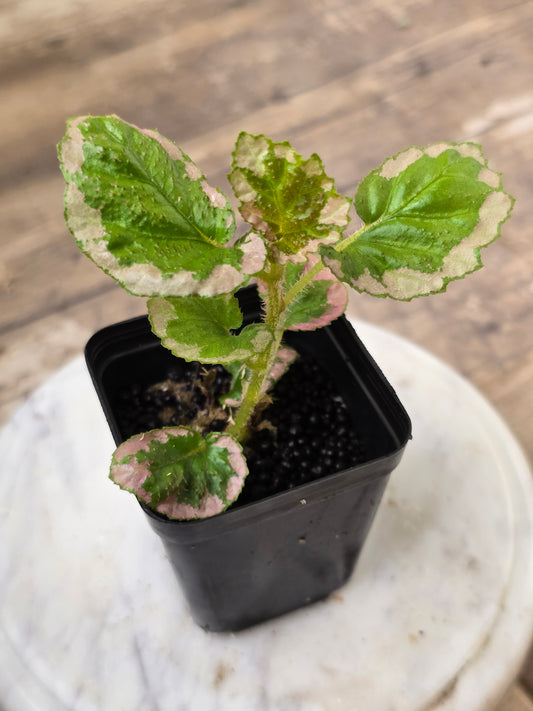 Begonia U012 Fulvovillosa