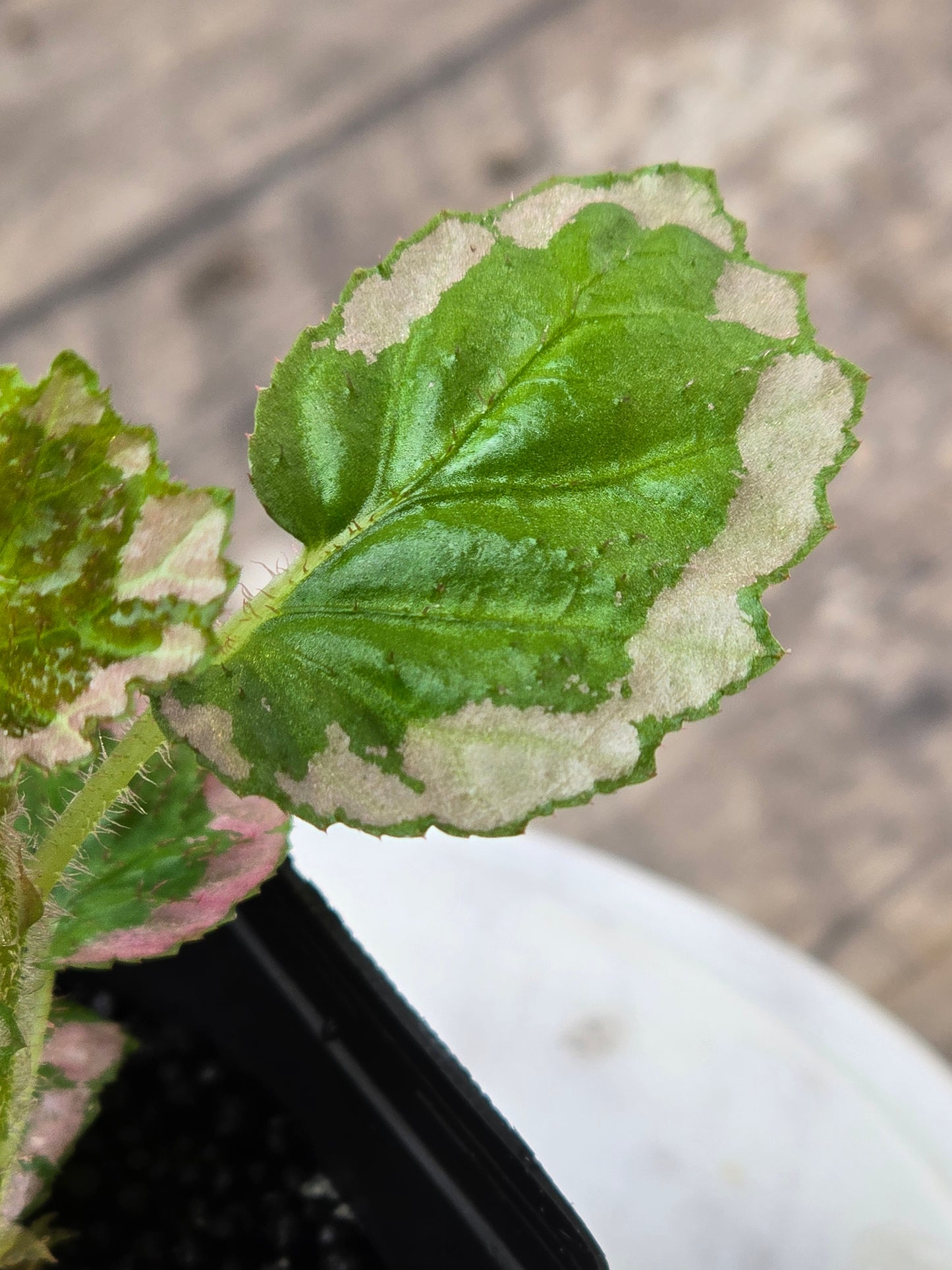 Begonia U012 Fulvovillosa