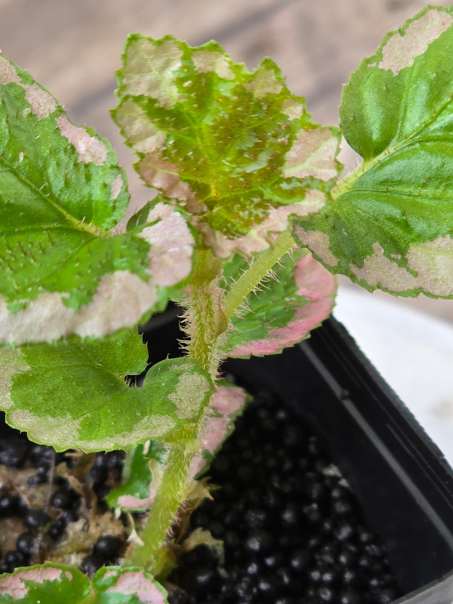 Begonia U012 Fulvovillosa